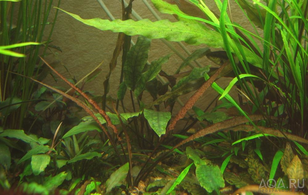 Cryptocoryne sp.Maharashtra-1