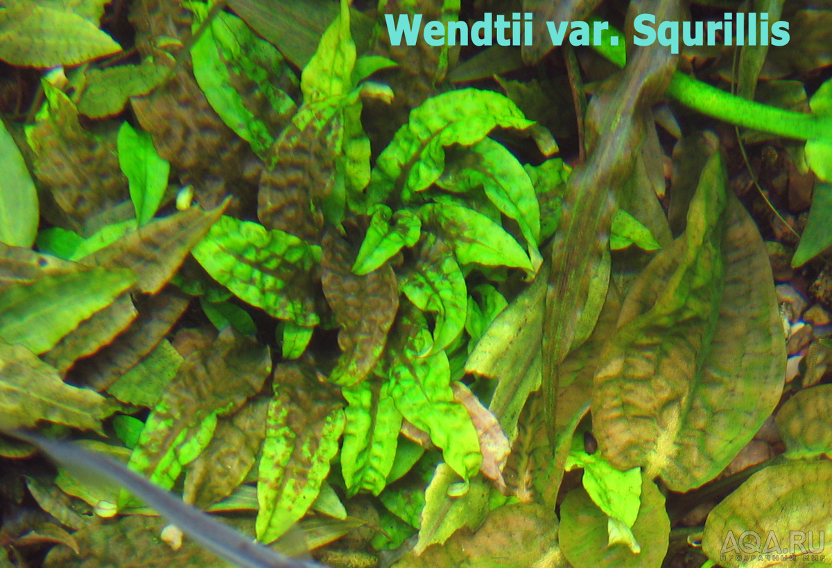 Wendtii var. Squrillis-1