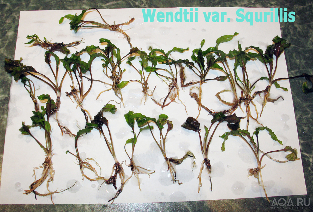 Wendtii var. Squrillis-2