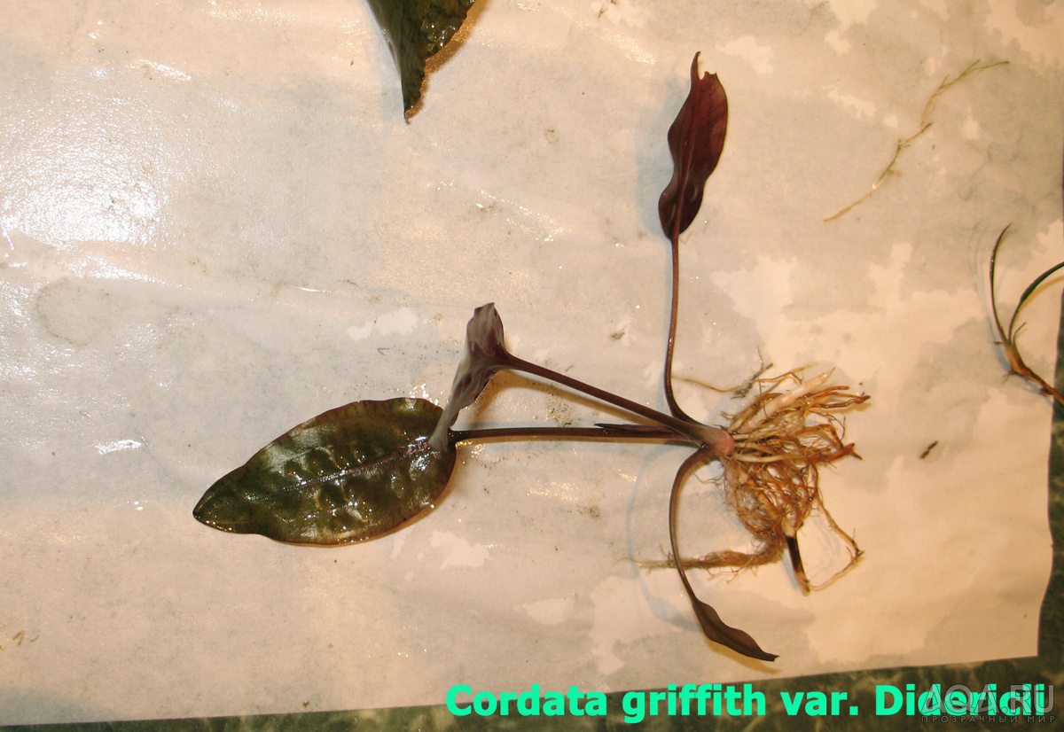 Cordata griffith var. Didericii-2