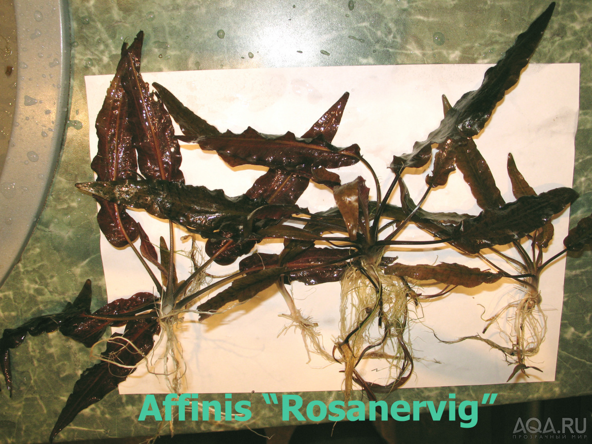 Affinis_Rosanervig-2