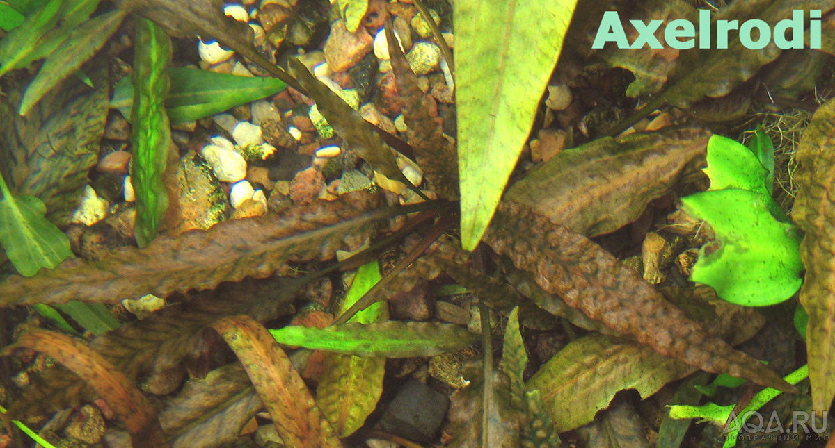 Cryptocoryne_Axelrodi-2