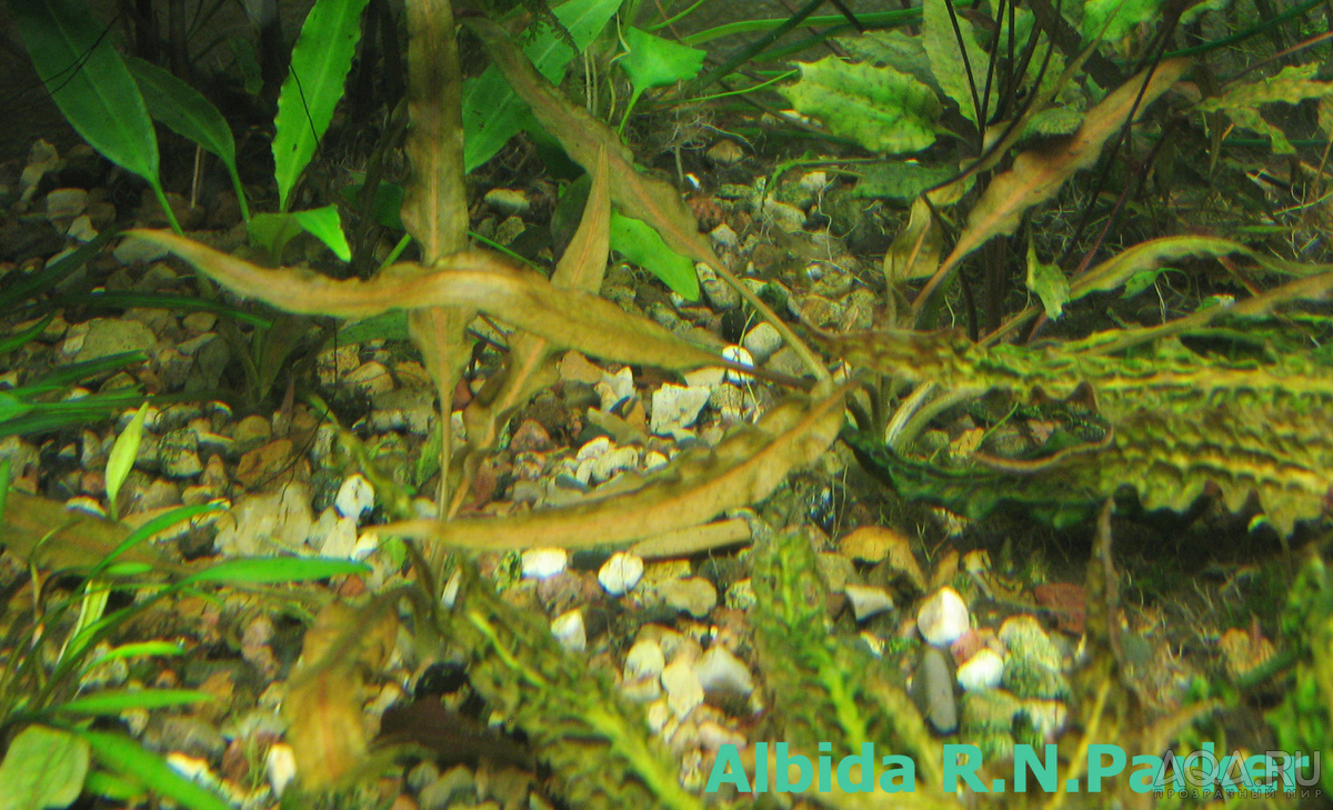 Cryptocoryne Albida R.N.Parker-1