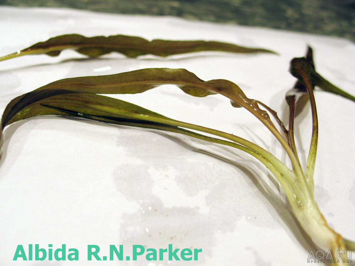 Cryptocoryne Albida R.N.Parker-2