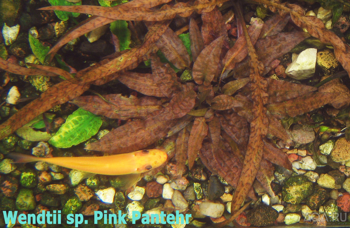 Wendtii sp. Pink Pantehr-1