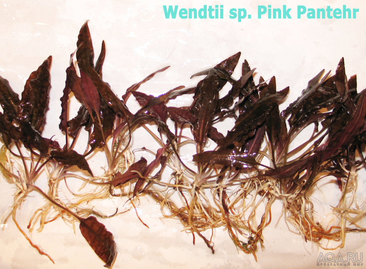 Wendtii sp. Pink Pantehr-2