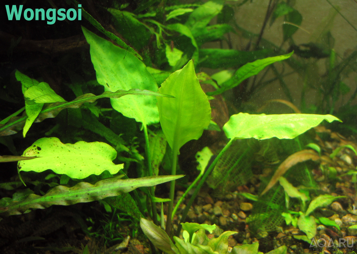 Cryptocoryne wongsoi-1