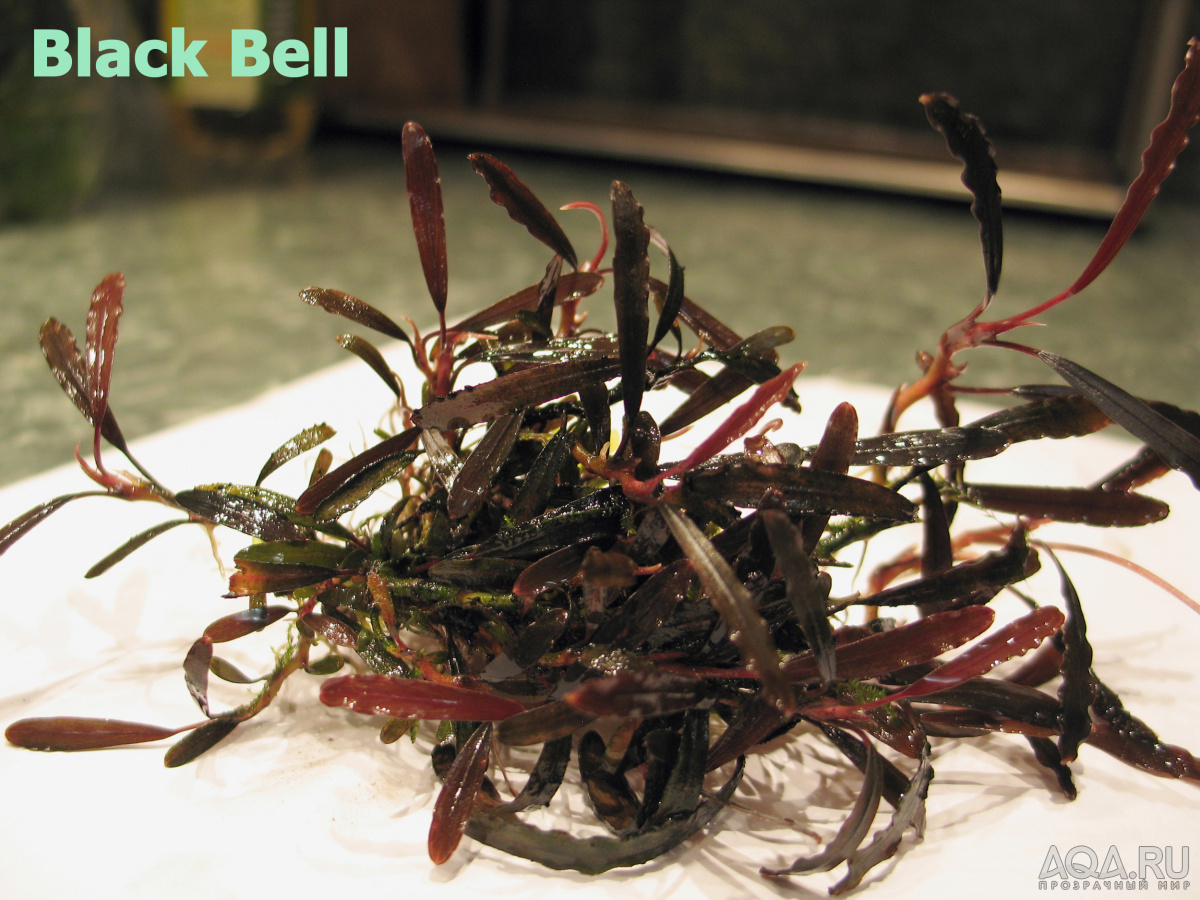 Black_Bell-n