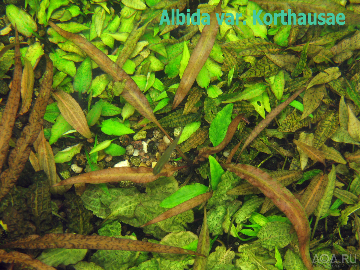 Cryptocoryne Albida var. Korthausae - 1