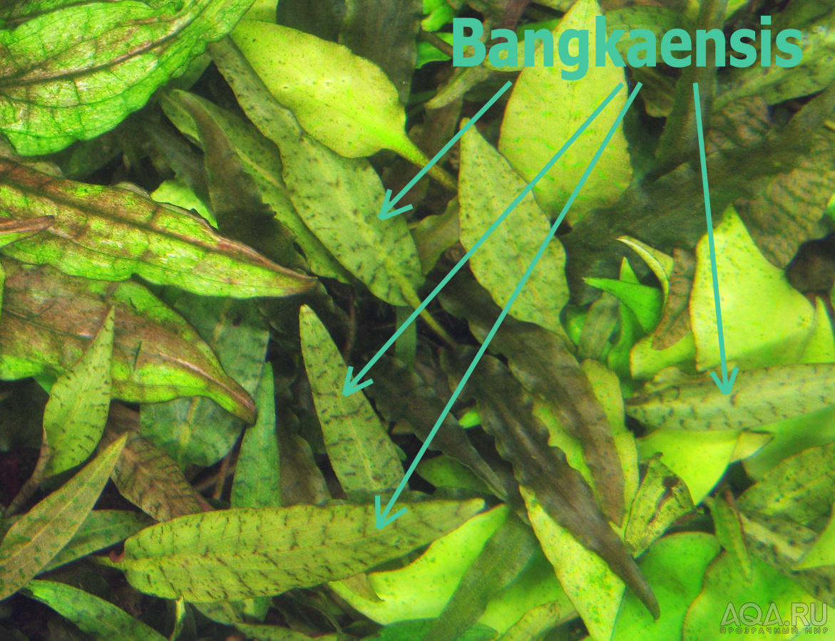 Cryptocoryne Bangkaensis - 1