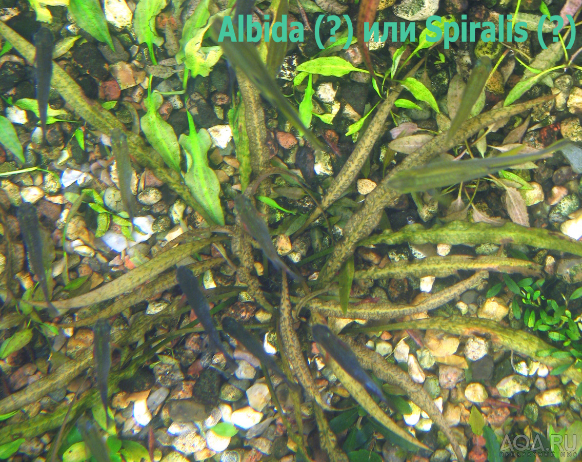 Albida_Zelenaya_-1