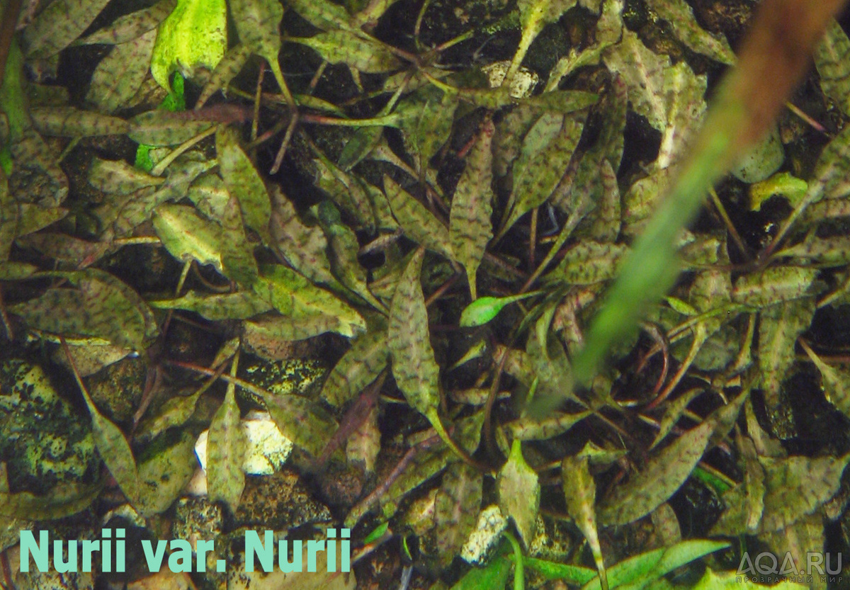 Nurii_var_Nurii-1