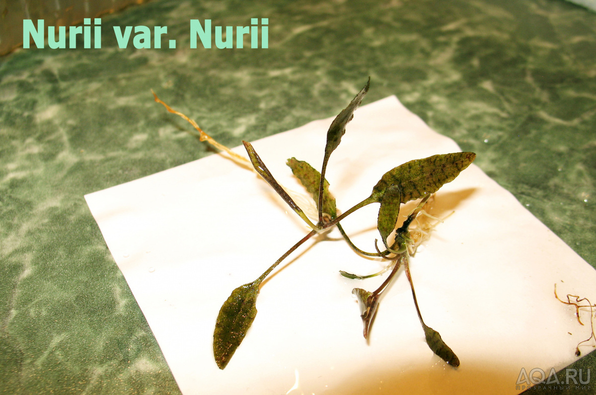 Nurii_var_Nurii-2