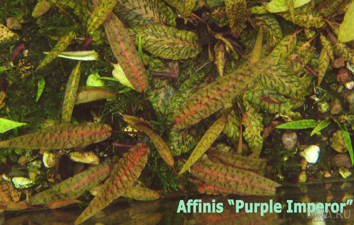 Affinis__Purple_Imperor-1