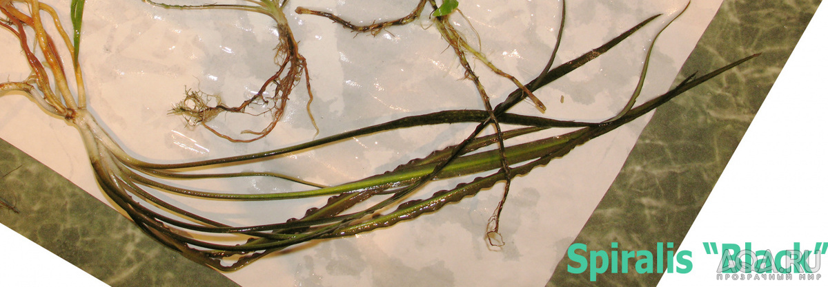 Cryptocoryne Spiralis Black-2