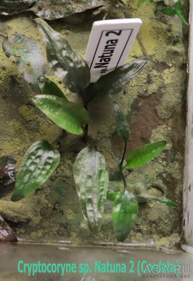 Cryptocoryne sp. Natuna 2 (Cordata)-2