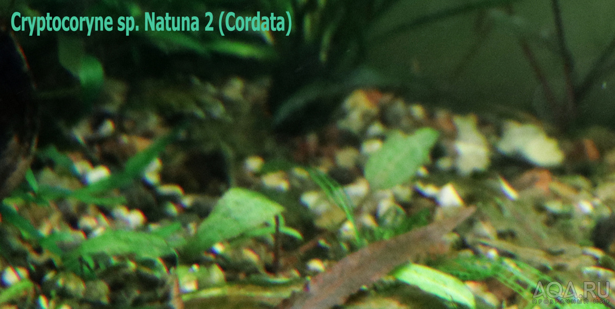 Cryptocoryne sp. Natuna 2 (Cordata)-1