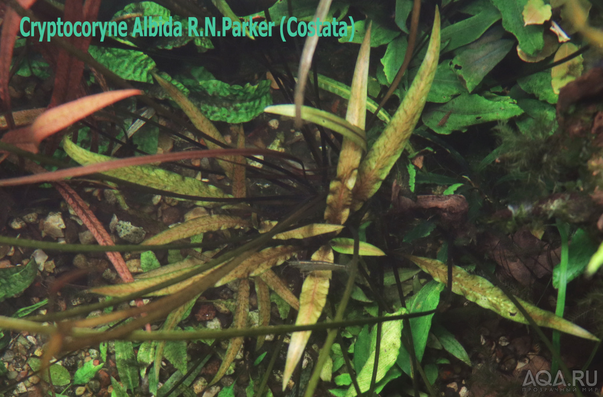 Cryptocoryne Albida R.N.Parker (Costata)-1