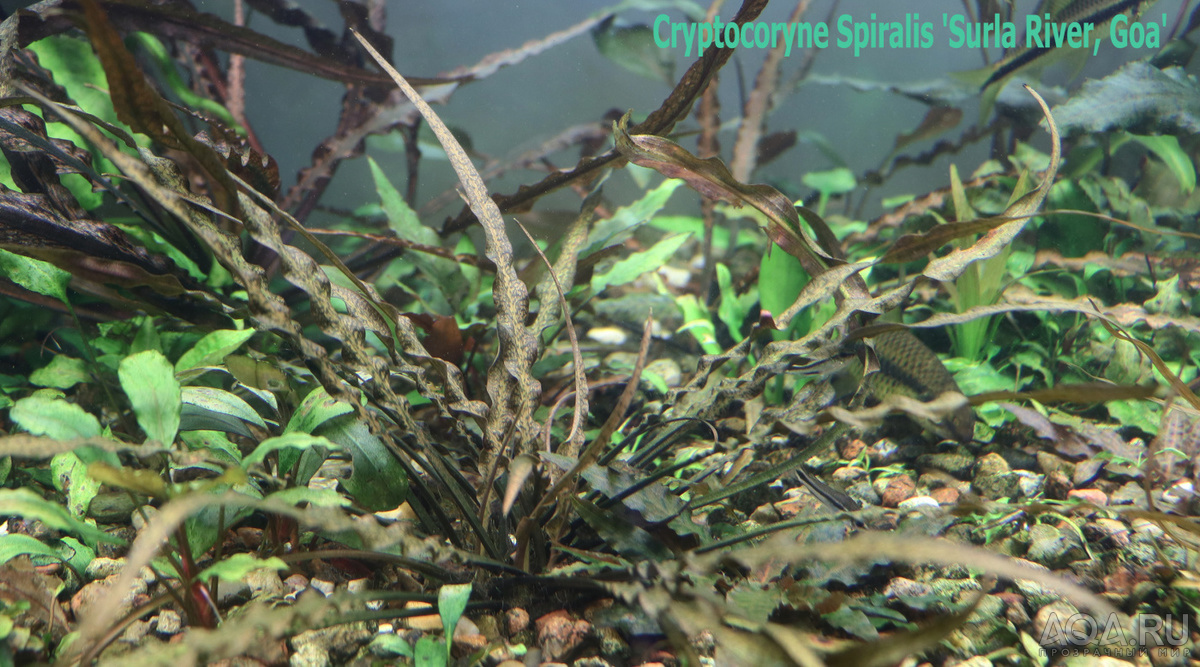 Cryptocoryne Spiralis \'Surla River, Goa\'-1