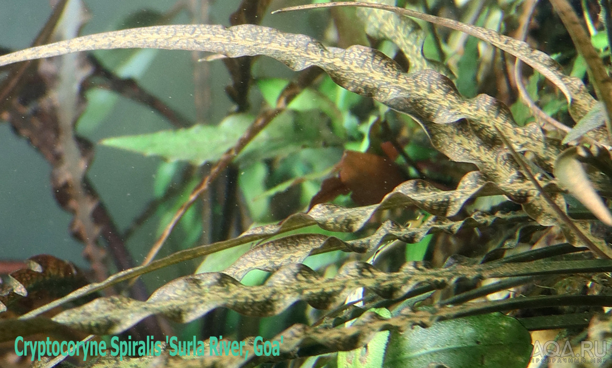 Cryptocoryne Spiralis \'Surla River, Goa\'-2