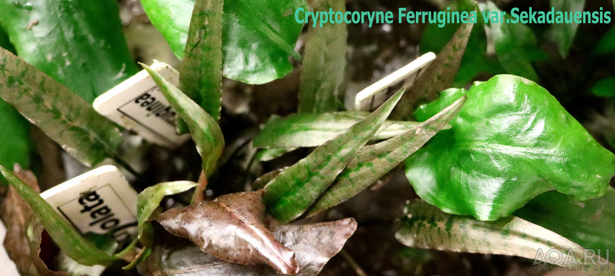 Cryptocoryne Ferruginea var.Sekadauensis (пестрая)-1