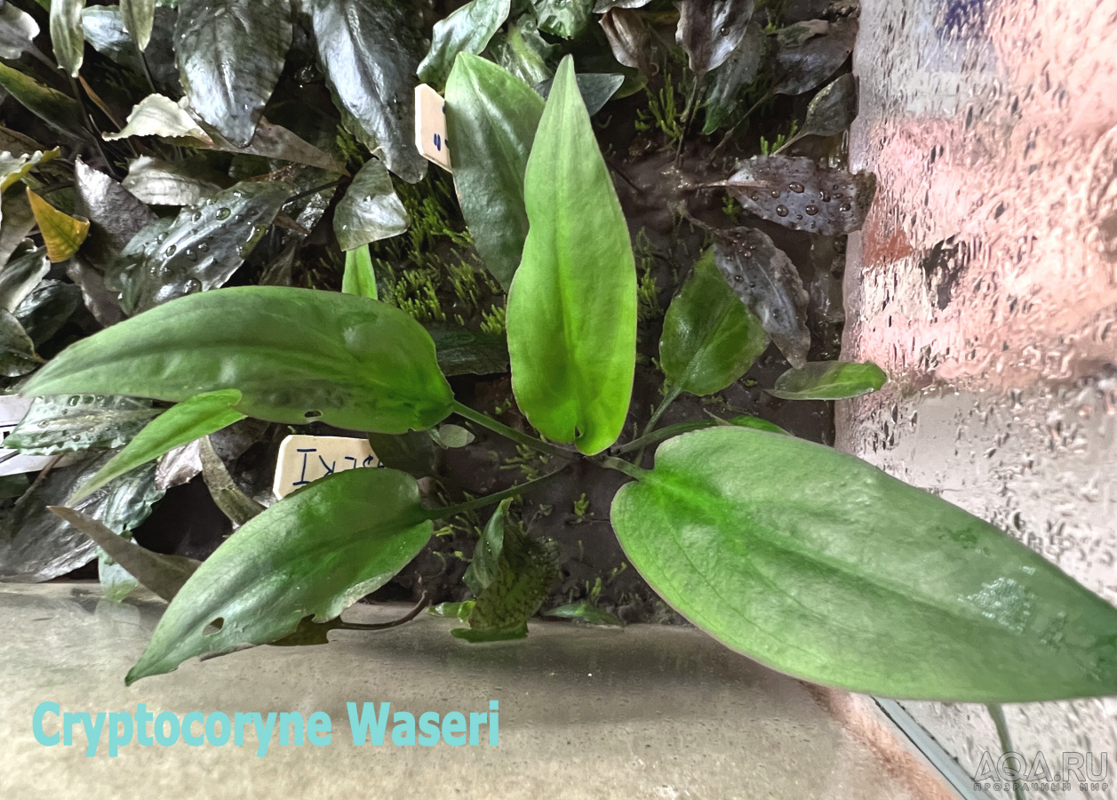 Cryptocoryne Waseri-1