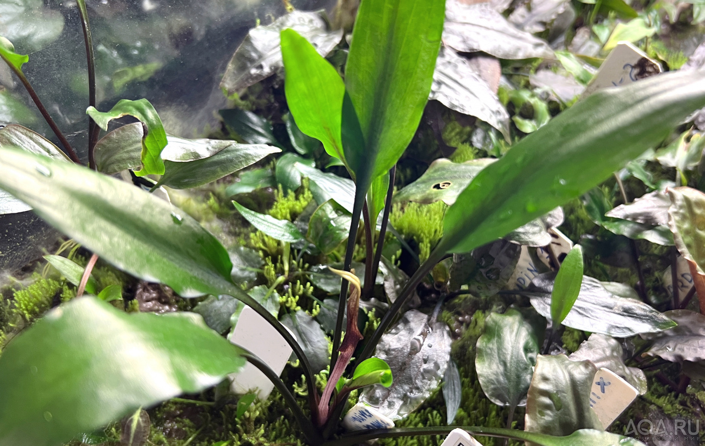 Cryptocoryne_Lingua_Oliver_Krause-3