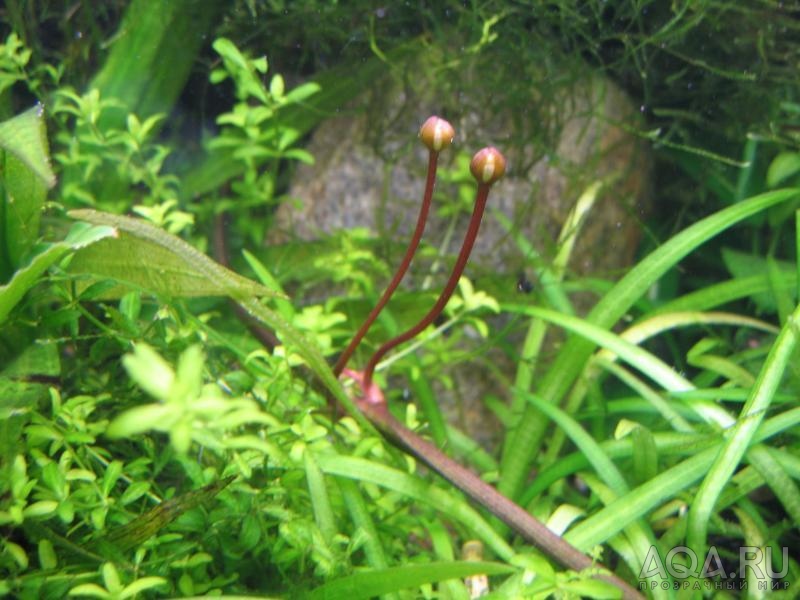 Echinodorus 'Red Diamond