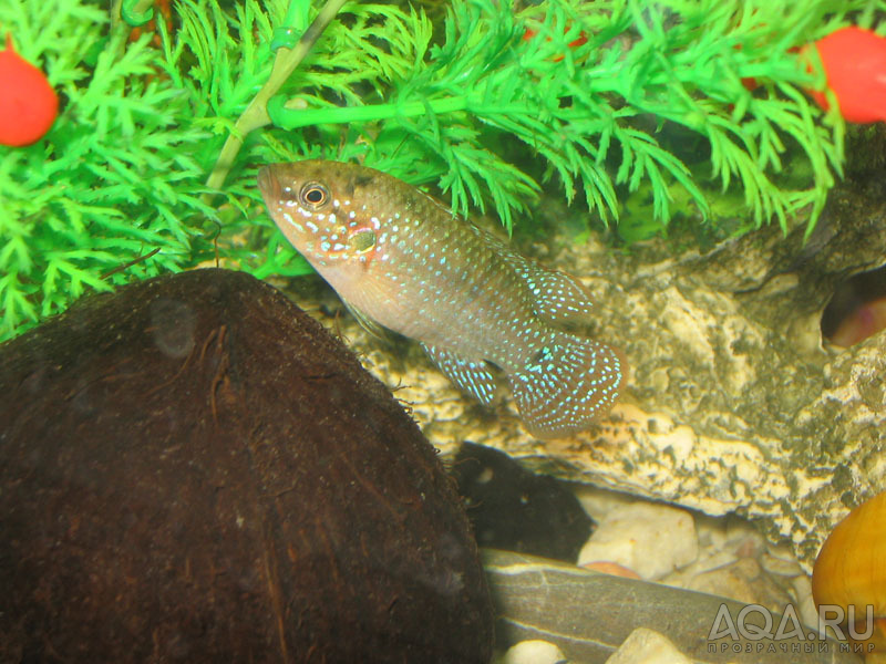 Hemichromis bimaculatus (Хромис-красавец)