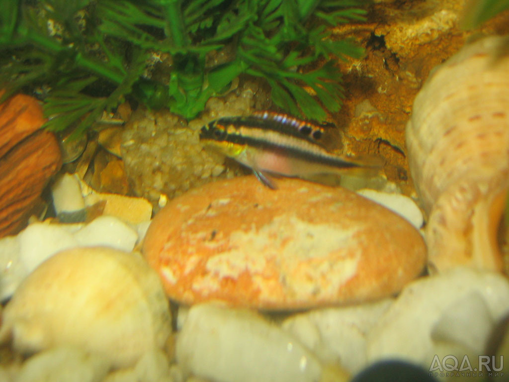 Pelvicachromis pulcher (Попугайчик)