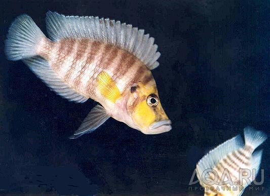 Altolamprologus compressiceps 'gold head Kasanga '