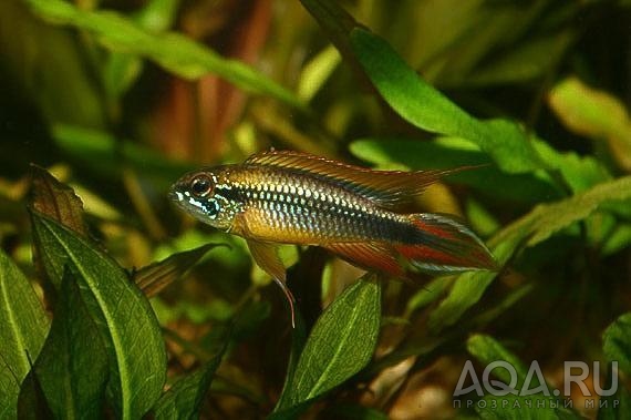 Apistogramma agassizii