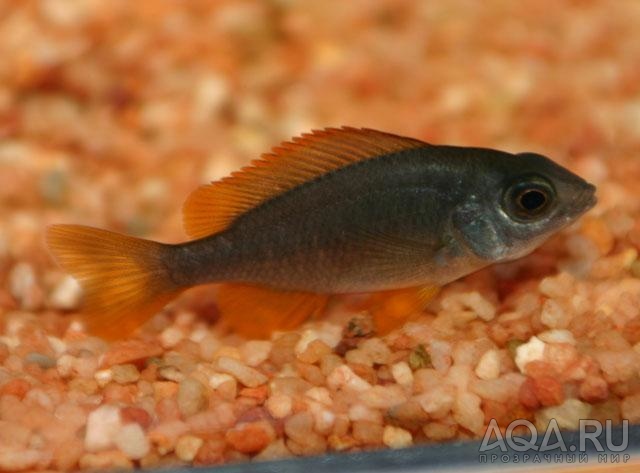 Copadichromis Borleyi