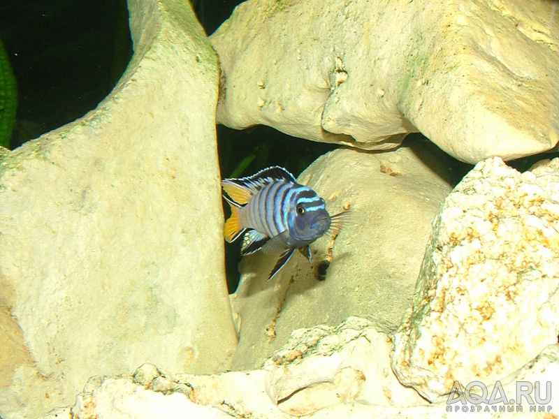 Pseudotropheus Elongatus Mpanga