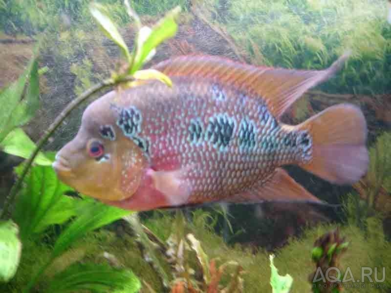 Самэц Flowerhorn