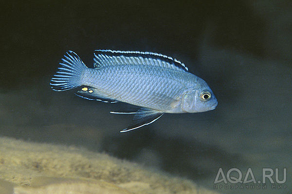 Pseudotropheus socolofi