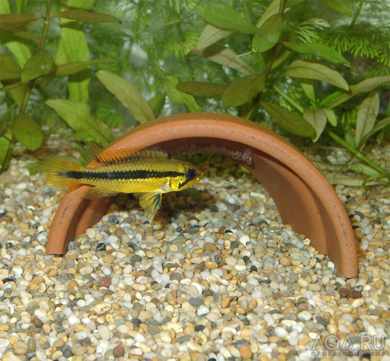 Apistogramma agassizii охраняет свою кладку