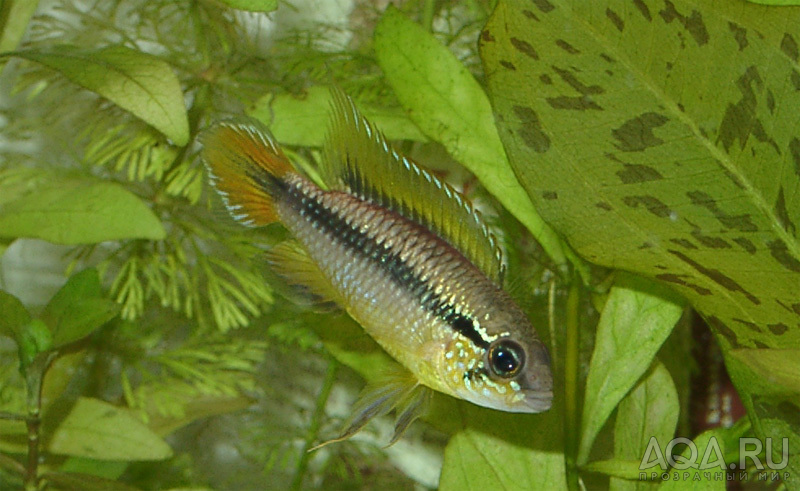 Apistogramma agassizii, самец