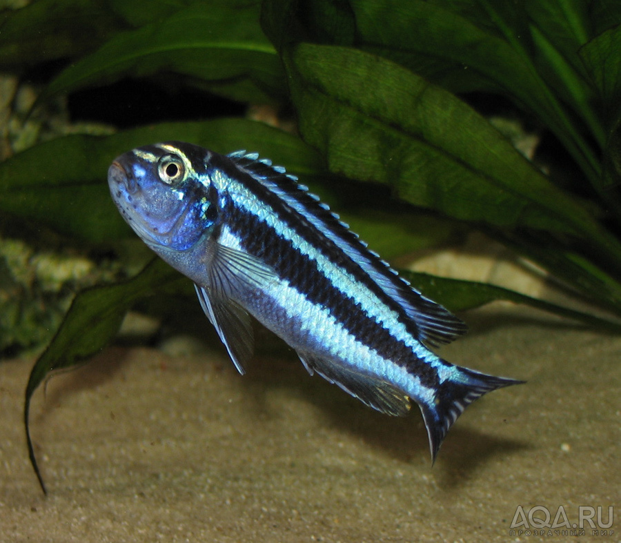 Melanochromis maingano самка.