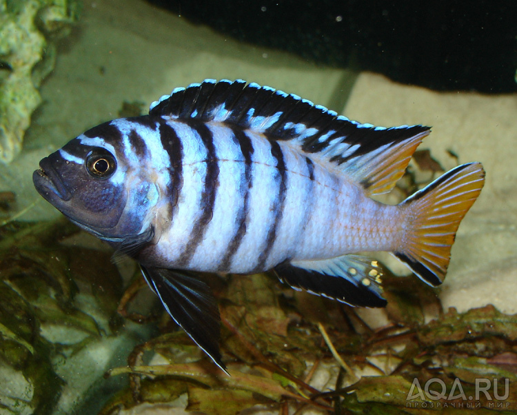 Pseudotropheus elongatus mpanga