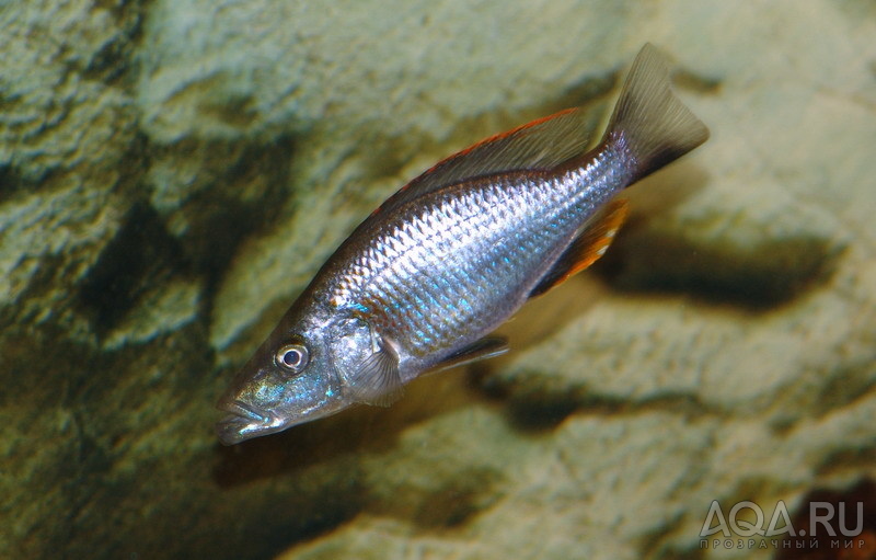 Dimidiochromis compressiceps