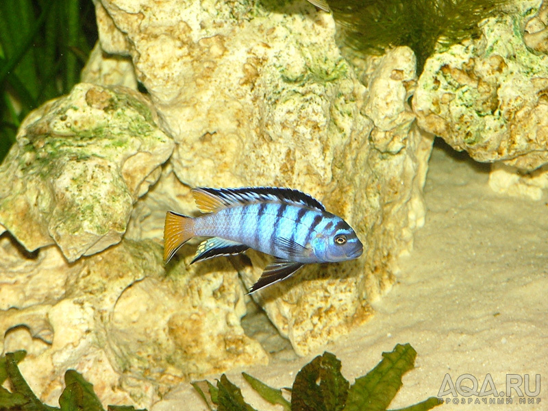 Pseudotropheus Elongatus Mpanga