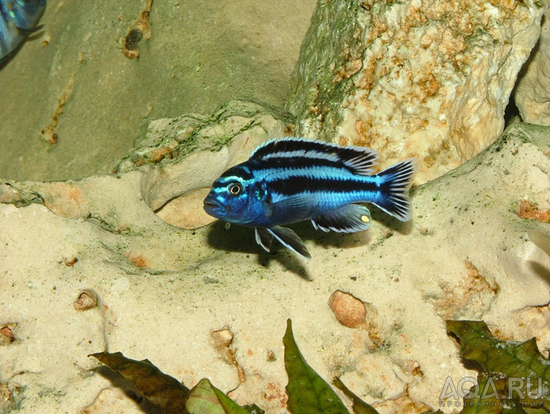 Melanochromis maingano