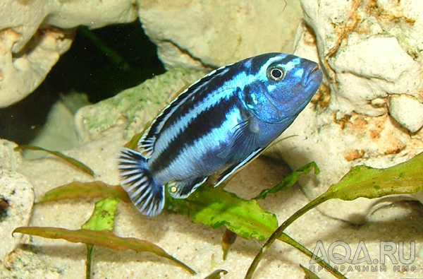 Melanochromis maingano 2