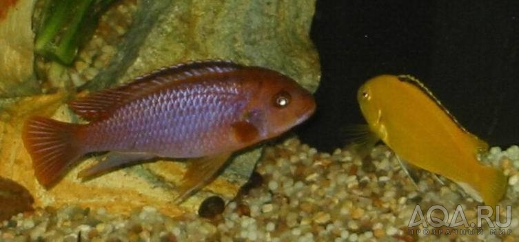 Iodotropheus@Labidochromis сaeruleus