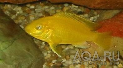 Labidochromis сaeruleus (самка)