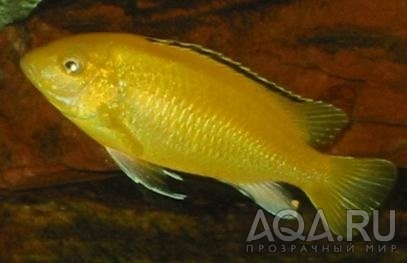 Labidochromis сaeruleus (самец)