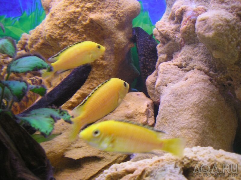 Labidochromis 