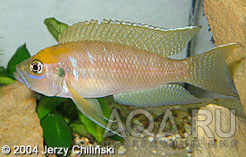 'Lamprologus' calliurus (Moliro)