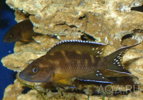 Самец Neolamprologus Buescheri 'Kamakonde